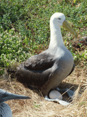 Albatross-on-egg